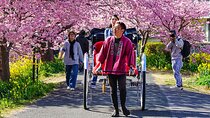 Japan Mini Group Tour from Tokyo 