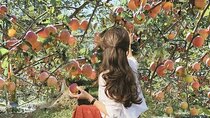 Nami Island, Rail Bike & Apple Picking