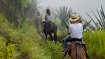 Horses to the sacred ancestral stone "mama duwanaby".