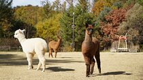 Nami, Rail Bike, The Alpaca Garden & Light Festival