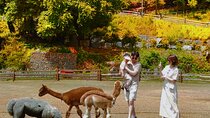 Nami, Apple Picking, Autumn Light Festival & The Alpaca Garden