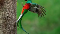 Private Birdwatching Tour Quetzal and Hummingbirds from San José