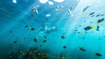 Private Sydney Snorkeling Experience: Explore Cabbage Tree Bay