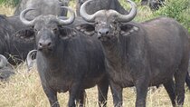 3 Days and 2 Nights Maasai Mara Safari Tour