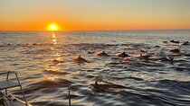 Cape Town Sunset 90 minutes with Escape Cat