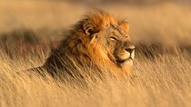 Aquila Safari Full Day Tour with Fairview Wine tasting 