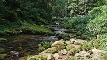 One day tour of Zhangjiajie National Forest Park