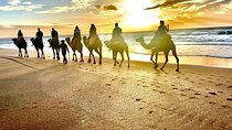 Málaga to Tangier Luxury VIP Tour All Inclusive