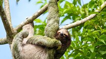 Manuel Antonio National Park Group Tour Wildlife and Beach Day