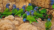 Manu National Park: 3Day Amazon Nature & Wildlife Tour from Cusco