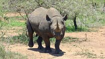 Thrilling Stanley and Livingstone Big 5 Safari With Refreshments