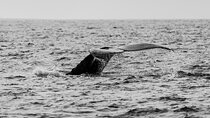 Whale Watching Tour in Puerto Vallarta