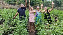 3 to 5 Hour Private Herbal Tour Shopping and Dinner at Ricks Cafe