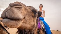2 Hours Camel Ride at the Palmeraie Grove with Transfer-Marrakech