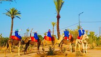 Explore Palmeraie Grove 2 Hour Camel Ride & Transfer - Marrakesh