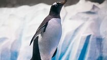 Dubai Aquarium and Underwater Zoo Penguin Cove Tickets