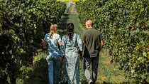From Padua, Wine Tour in the Euganean Hills