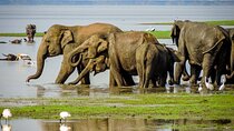 Minneriya Elephant Safari with Driver and Guide