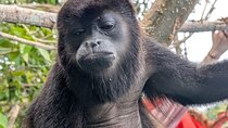 Monkey habitat, jungle of sloths and Panama Canal