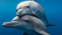 Swim with Dolphins Luxury Sea Trip Snorkeling Lunch in Hurghada