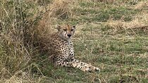 5 Day Private Kenya Safari Masai Mara Lake Nakuru and Amboseli