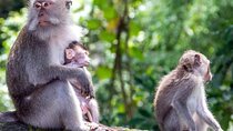 Explore Waterfalls and Ubud Surrounding