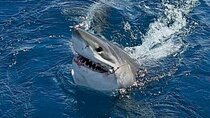5-Hour Private Sportfishing Charter in Fort Lauderdale