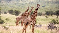 Full Day 4 by 4 Safari from Zanzibar to Mikumi National Park