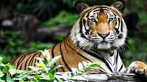Private 2-Day Tour to Ranthambhore Tiger Safari from Jaipur