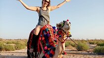 Camel Riding Through the Palmeraie with Transfer – Marrakech