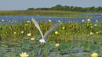 90 Minute Airboat Tour in the Florida Everglades
