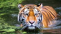 12 Days Adventurous Rajasthan Wildlife & Taj Mahal Sunset Sunrise