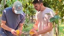 Sorrento Lemon Tour & Limoncello Tasting