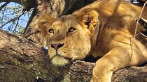 5-Days Tanzania Safari and Cultural Adventure