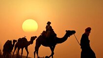 Agadir 4x4 Safari camels at sunset and dinner