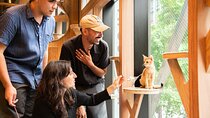 Akihabara Pop Culture and Relaxing Cat Café Tour with Local Guide