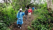 5-Day Gorilla Tour and Chimpanzee Tracking in Uganda