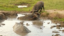 10-Day Safari Holiday in Uganda Including Gorilla Trekking