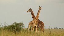 5-Day Big 5 Safari to Murchison and Chimpanzee Tracking