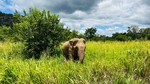 Minneriya National Park Elephant Safari Tour