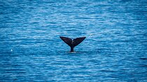  Full Day Wine and Whales Tour in Hermanus and Hemel en Aarde