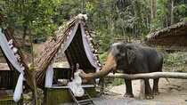 Half day with Elephants at Patong Elephant Hug （No ride No trick）