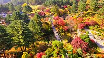 Day Trip to Nami Island with Rail bike and The Garden of Morning Calm