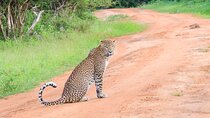 Morning Half-Day 7 Hrs Yala Safari Leopards & Wildlife spotting
