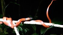 Manu National Park Jungle Tour 7 Days in Peru