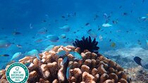 Cairns: Small Group | Outer Great Barrier Reef Snorkel & Dunk Is.