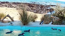 Melbourne Private Penguins Tour wildlife Wine Tour 