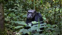 8 Day Uganda Safari Gorillas, Rhinos, Big Game, Lakes and R.Nile 