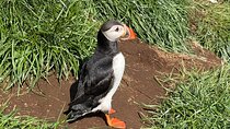 Vestmannaeyjar Westman Islands Private Tour