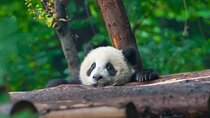 Exclusive Chengdu by Private Car: Giant Pandas & Leshan Buddha